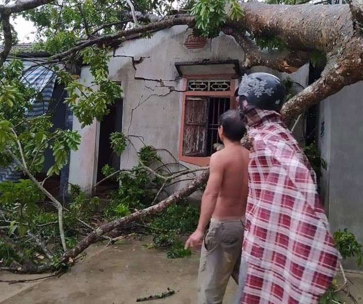 dong loc can quet thoi bay nhieu mai nha, quat do ca cay lon hinh 2