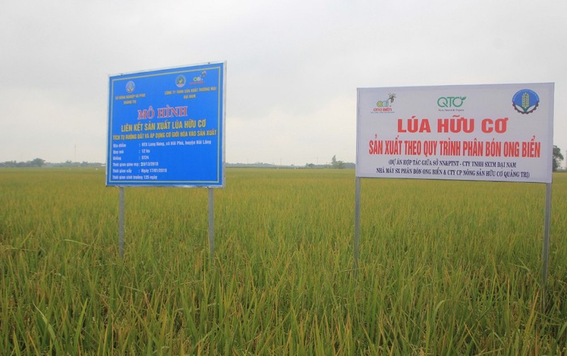 quang tri: lua huu co duoc mua duoc gia hinh 1