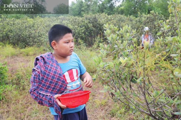 kiem tien trieu nho len rung hai loai qua 'than duoc' be ti hinh 8