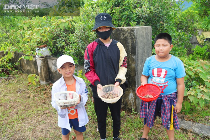 kiem tien trieu nho len rung hai loai qua 'than duoc' be ti hinh 10