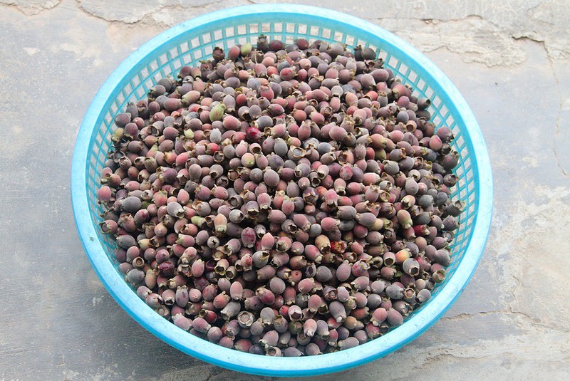 kiem tien trieu nho len rung hai loai qua 'than duoc' be ti hinh 13