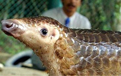 te te la vat chu trung gian truyen nhiem virus corona chung moi hinh 1