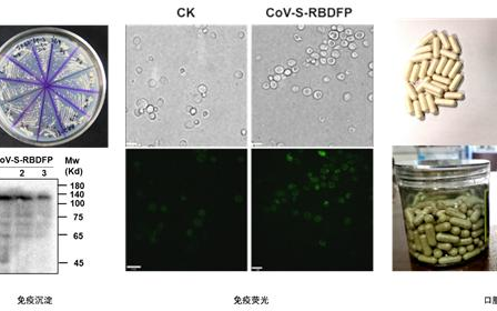 dai hoc thien tan che thanh cong vaccine dang uong chong covid-19 hinh 1