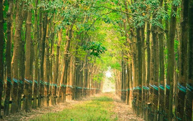 campuchia thu gan 100 trieu usd tu xuat khau cao su bat chap covid-19 hinh 1
