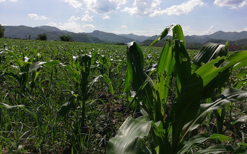 chau chau pha hoai hang ngan hecta lua va hoa mau o bac lao hinh 1