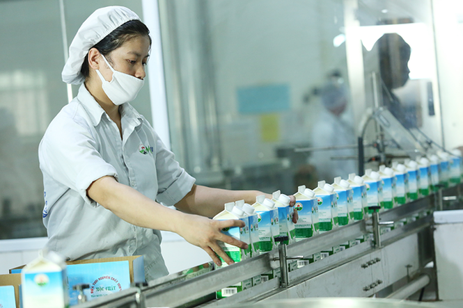 vinamilk va chien luoc dua cao nguyen moc chau thanh thu phu bo sua hinh 1