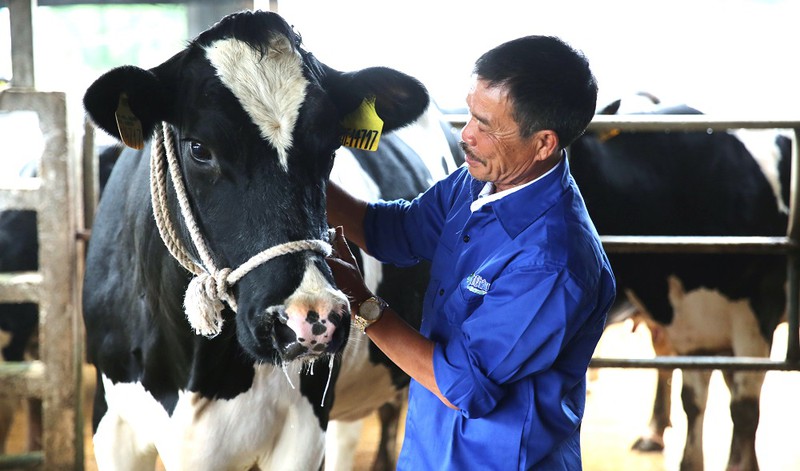 vinamilk va chien luoc dua cao nguyen moc chau thanh thu phu bo sua hinh 2