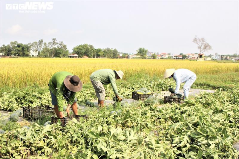 mua dich covid-19, nong dan quang nam phan khoi nho boi thu dua hau hinh 1