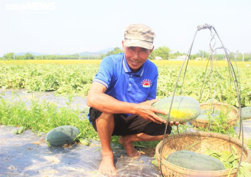 mua dich covid-19, nong dan quang nam phan khoi nho boi thu dua hau hinh 3