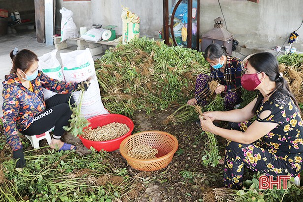 thu hoach lac som, nong dan ha tinh phan khoi vi duoc gia hinh 1