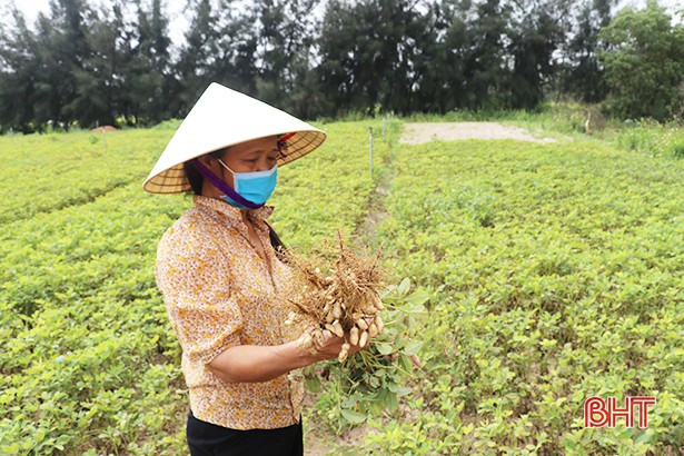thu hoach lac som, nong dan ha tinh phan khoi vi duoc gia hinh 2