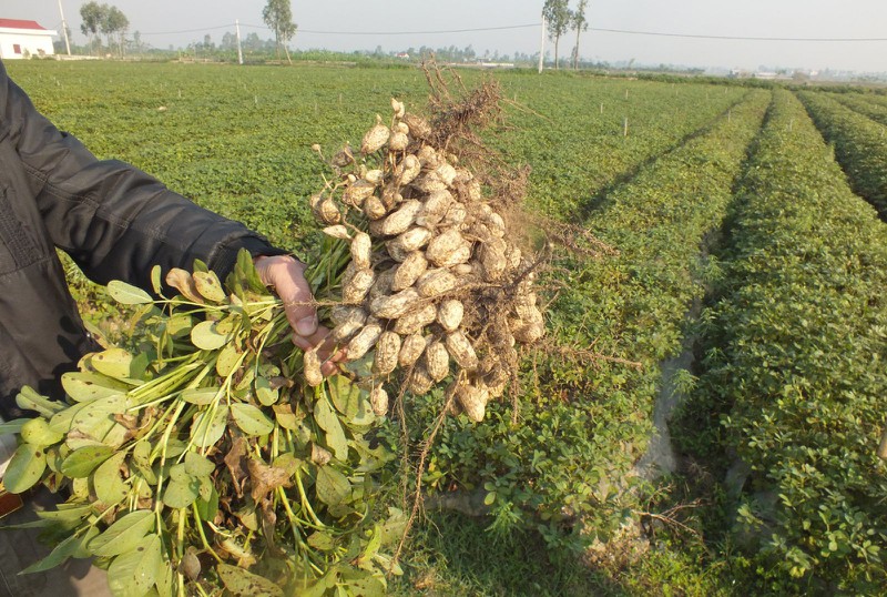 thu hoach lac som, nong dan ha tinh phan khoi vi duoc gia hinh 5
