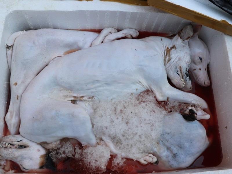 bat giu xe khach van chuyen 800 kg thuc pham boc mui hoi thoi hinh 2