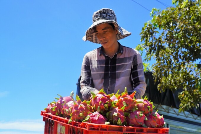 qua thanh long dau vu rot gia tham hinh 1