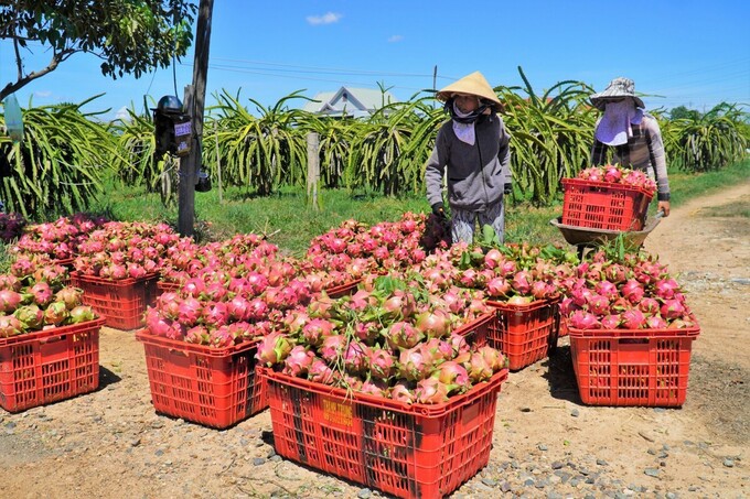 qua thanh long dau vu rot gia tham hinh 2