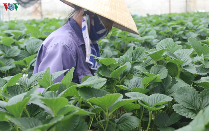 nong nghiep khang dinh vai tro "be do" cua nen kinh te hinh 2