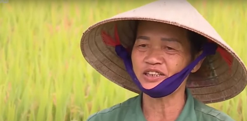 phan bon noi gia qua cao vi bat cap tu chinh sach thue hinh 1