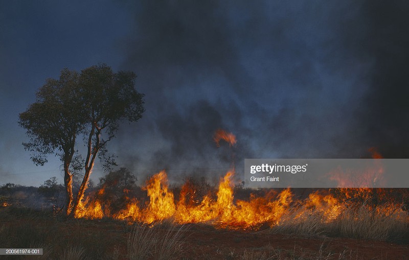 chay rung dien bien nghiem trong, australia no luc giai cuu dong vat hinh 1