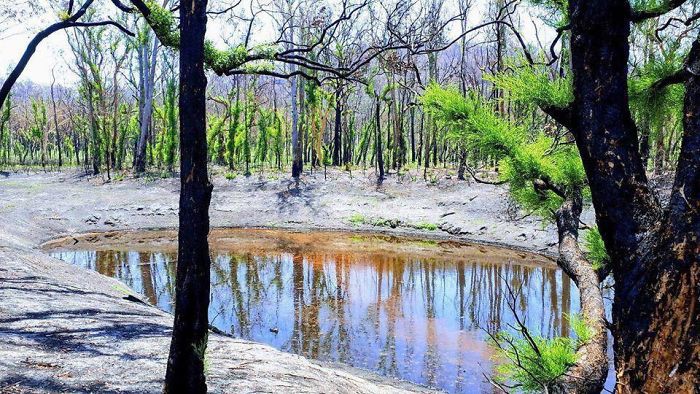 chum anh: su hoi sinh ky dieu sau tham hoa chay rung tai australia hinh 7