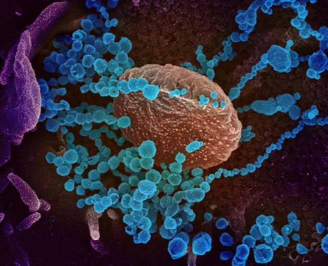 han quoc phat hien di bien moi cua virus sars-cov-2 hinh 1
