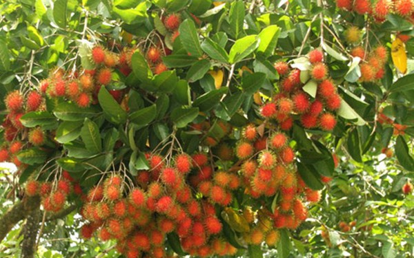 chom chom viet chinh thuc vao thi truong new zealand hinh 1