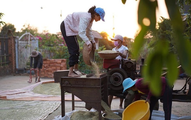 nghi tranh dich, cac "sao" viet o nha lam nong, thu hoach nong san hinh 2