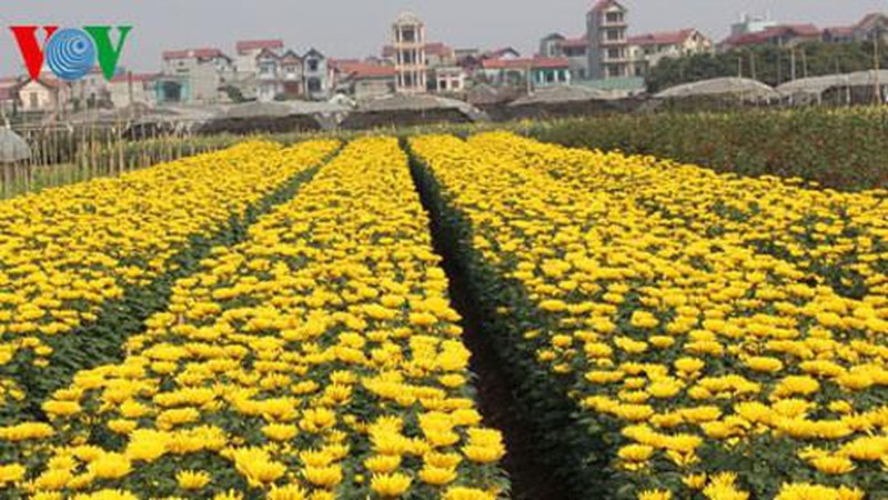 hoa thang 4 dep ma gia re nhu cho vi dai dich covid-19 hinh 2