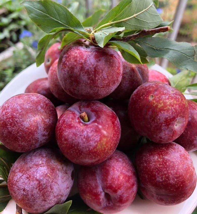 man doi pu nhi ngot nhu cherry, gia dat ngang nho my van "chay" hang hinh 2