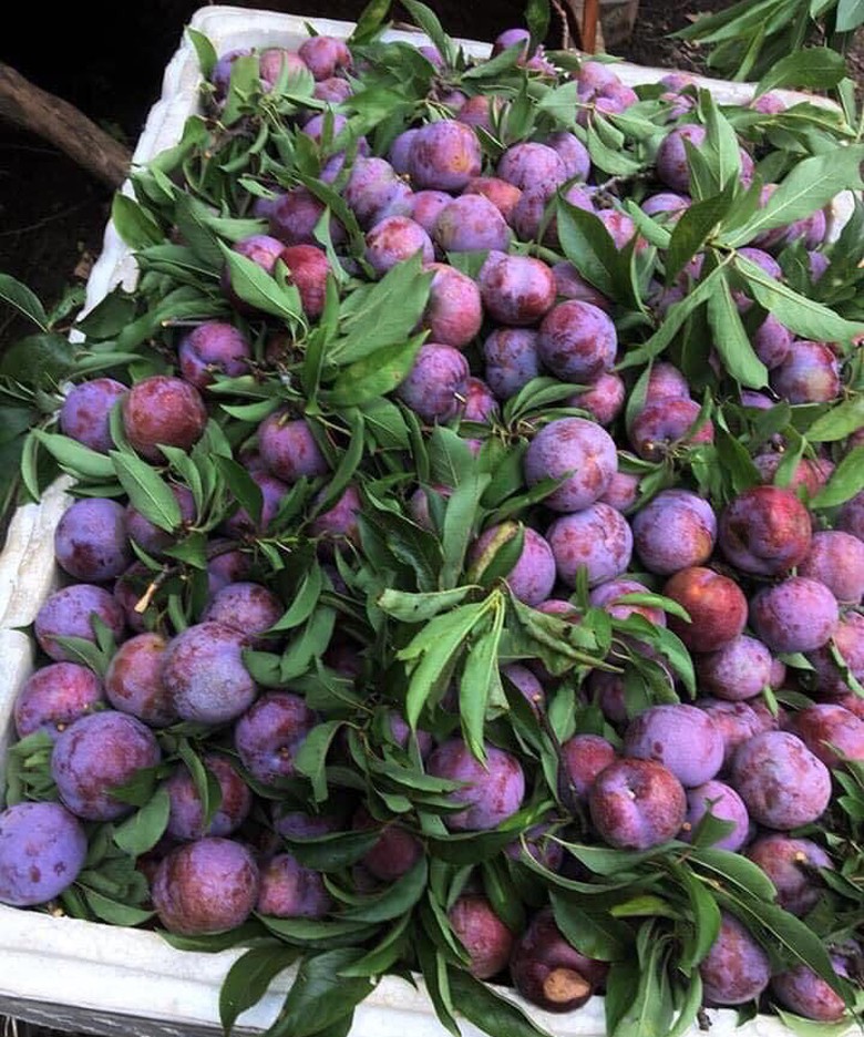 man doi pu nhi ngot nhu cherry, gia dat ngang nho my van "chay" hang hinh 4