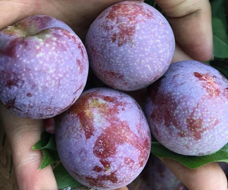 man doi pu nhi ngot nhu cherry, gia dat ngang nho my van "chay" hang hinh 12