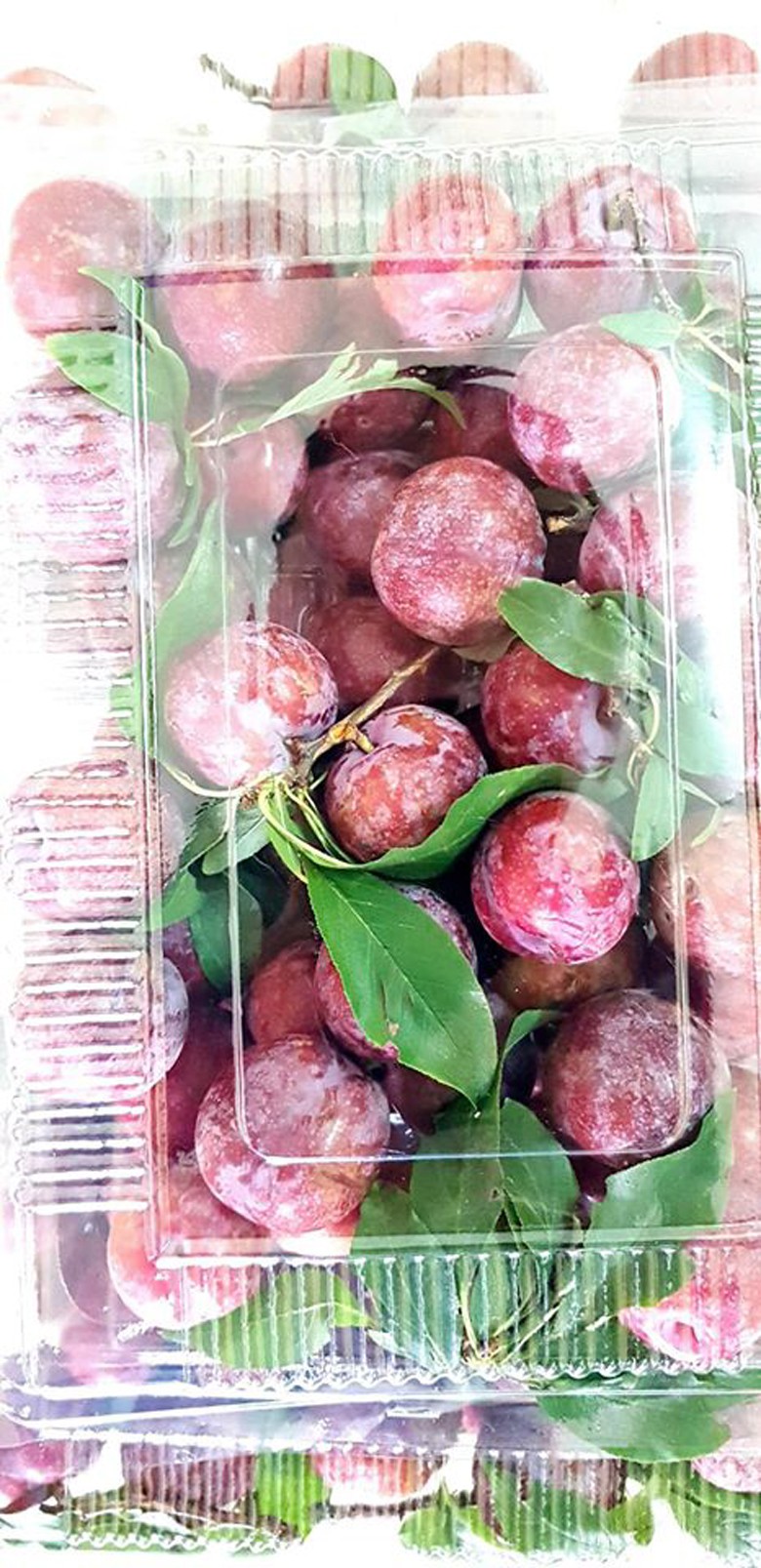 man doi pu nhi ngot nhu cherry, gia dat ngang nho my van "chay" hang hinh 11