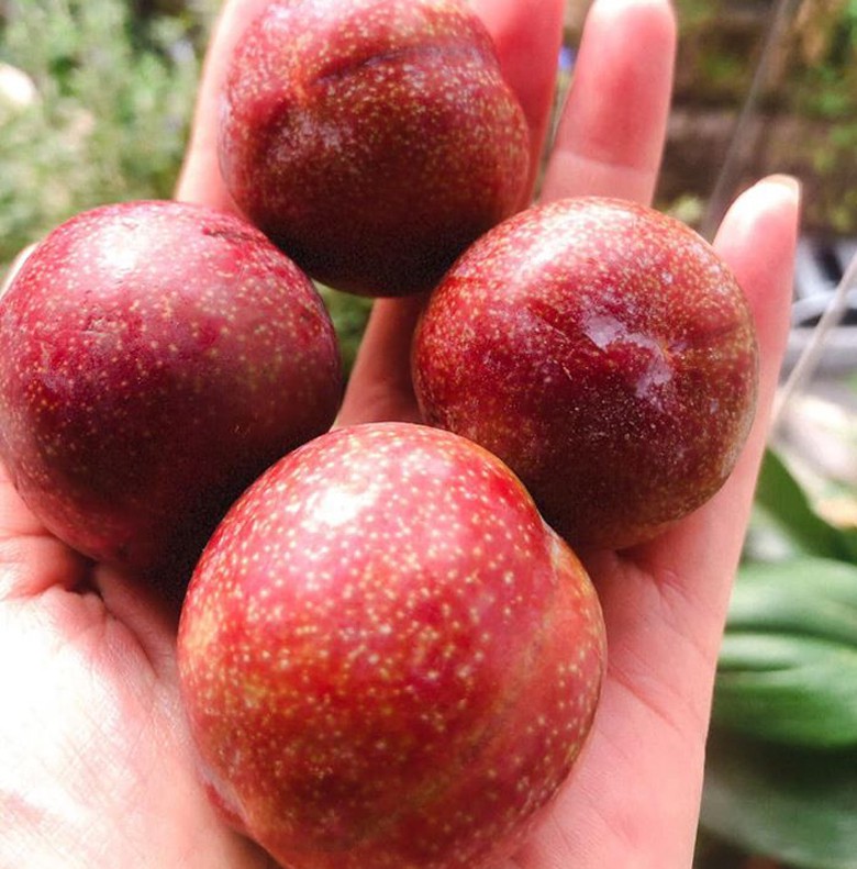 man doi pu nhi ngot nhu cherry, gia dat ngang nho my van "chay" hang hinh 9