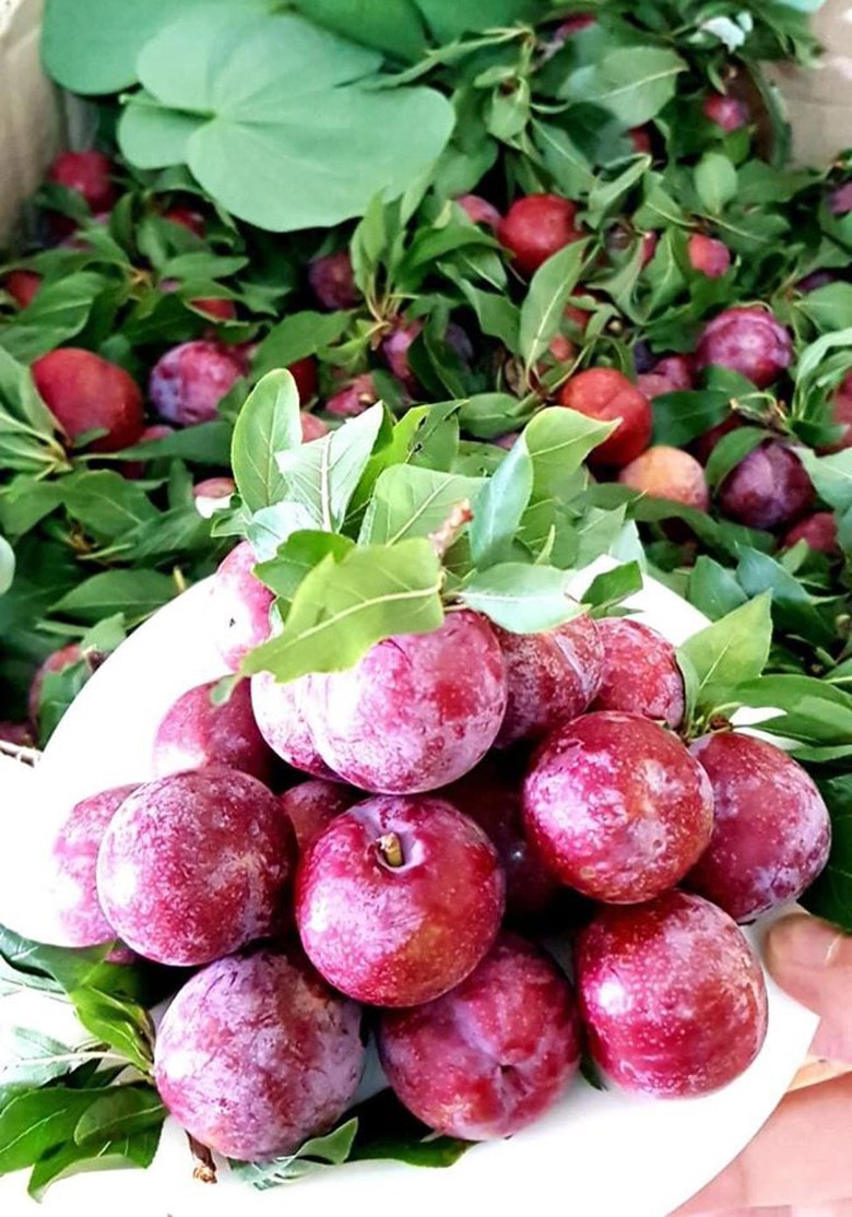 man doi pu nhi ngot nhu cherry, gia dat ngang nho my van "chay" hang hinh 6