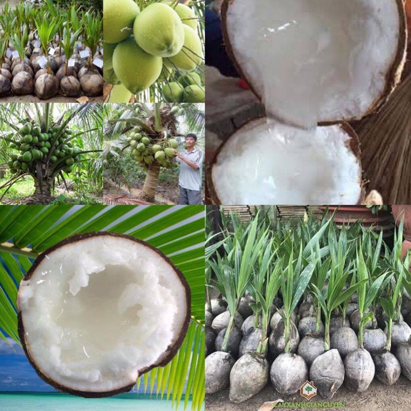 nhung giong cay an qua sieu nang suat giup nong dan "hai ra tien" hinh 19