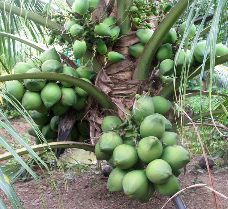 nhung giong cay an qua sieu nang suat giup nong dan "hai ra tien" hinh 18