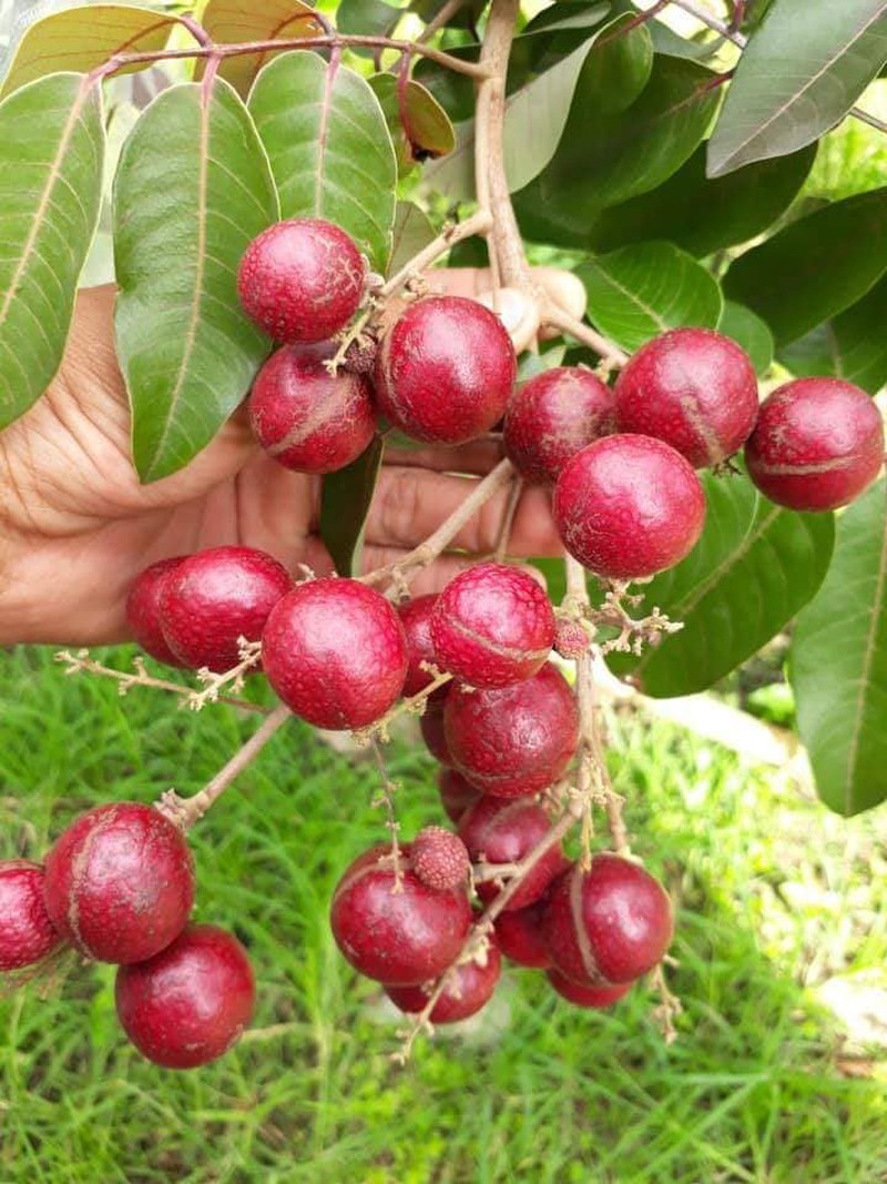 nhung giong cay an qua sieu nang suat giup nong dan "hai ra tien" hinh 5