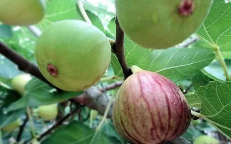 nhung giong cay an qua sieu nang suat giup nong dan "hai ra tien" hinh 14
