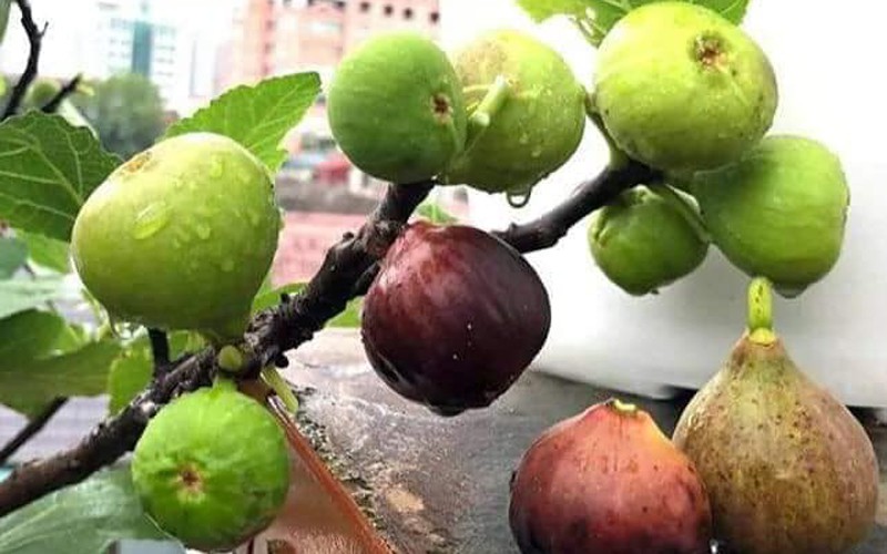 nhung giong cay an qua sieu nang suat giup nong dan "hai ra tien" hinh 15