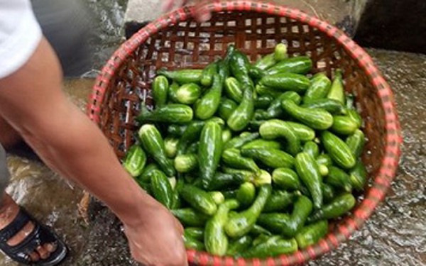 nuoi lon rung "choi", bat ngo lai lon hinh 2
