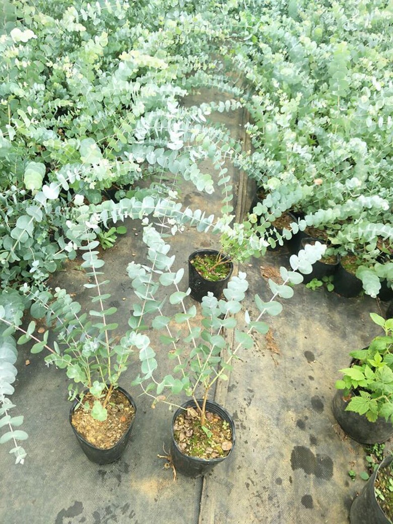 co loai cay canh mang ten "do la" giup nong dan da lat hai ra tien hinh 8