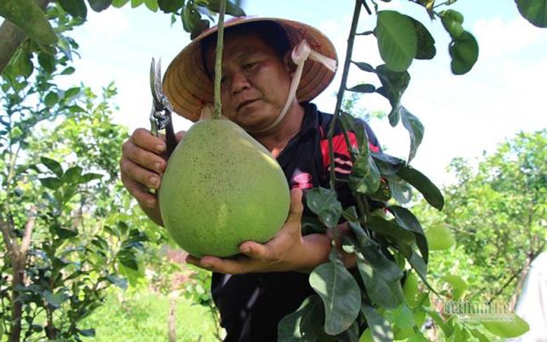 giong buoi la mang ten ruby xuat hien o mien tay hinh 1