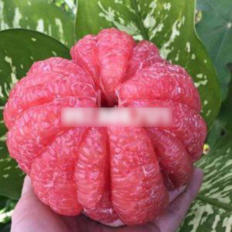 giong buoi la mang ten ruby xuat hien o mien tay hinh 12