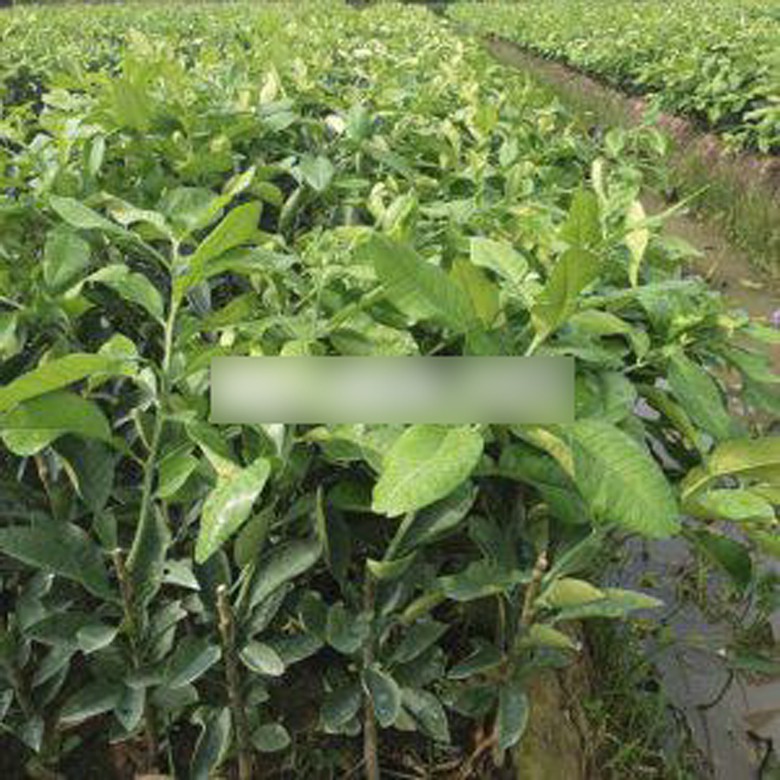 giong buoi la mang ten ruby xuat hien o mien tay hinh 3