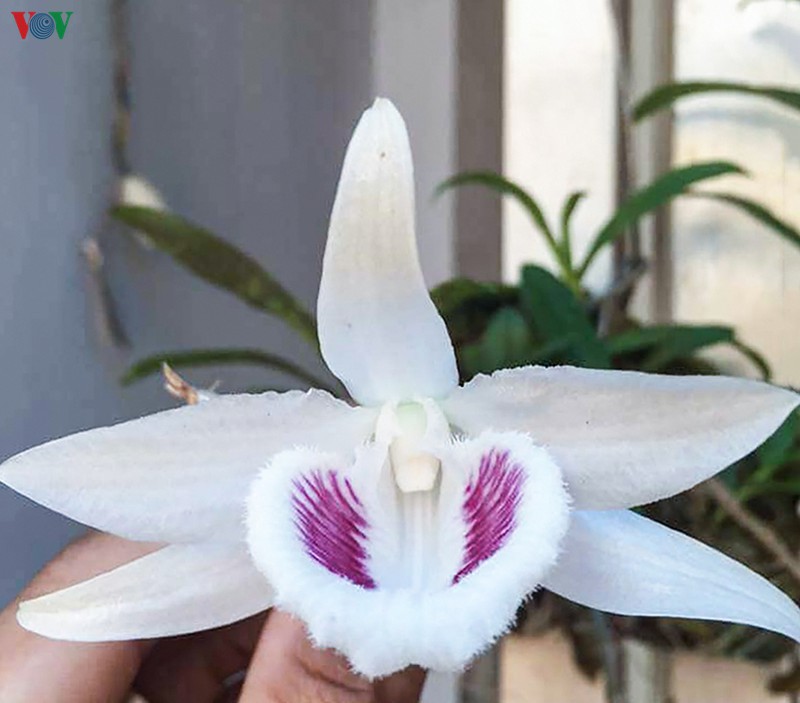 bi quyet nhan dien lan dot bien dang "khuynh dao" thi truong hinh 2