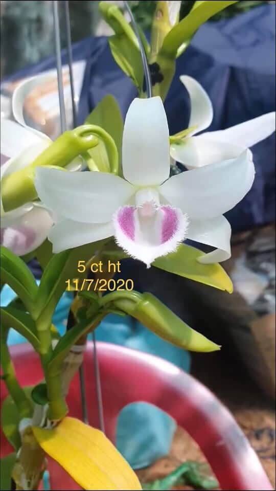 bi quyet nhan dien lan dot bien dang "khuynh dao" thi truong hinh 6