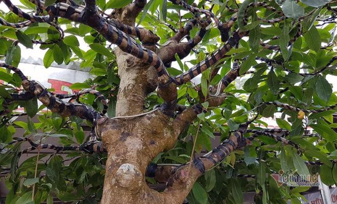 nhung cay mai co thu tri gia tien ty, co cay con duoc dat vang hinh 4