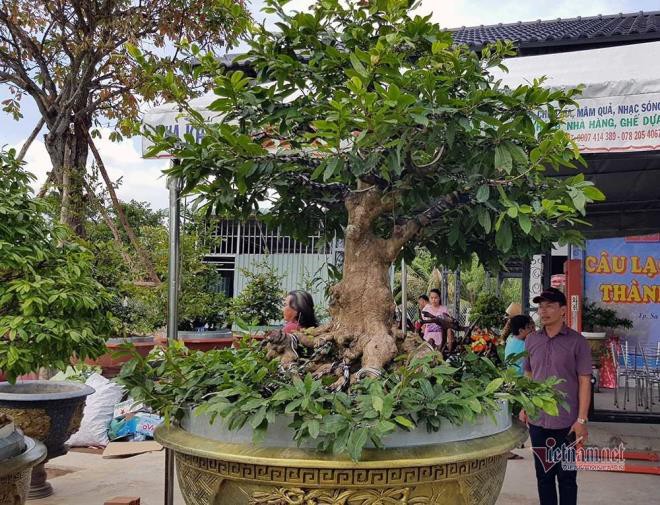 nhung cay mai co thu tri gia tien ty, co cay con duoc dat vang hinh 5