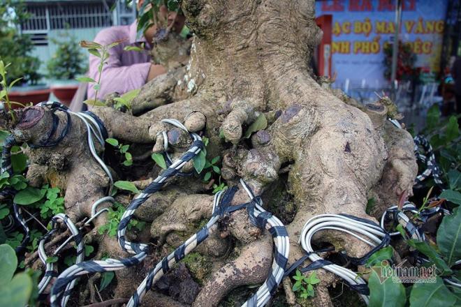 nhung cay mai co thu tri gia tien ty, co cay con duoc dat vang hinh 6