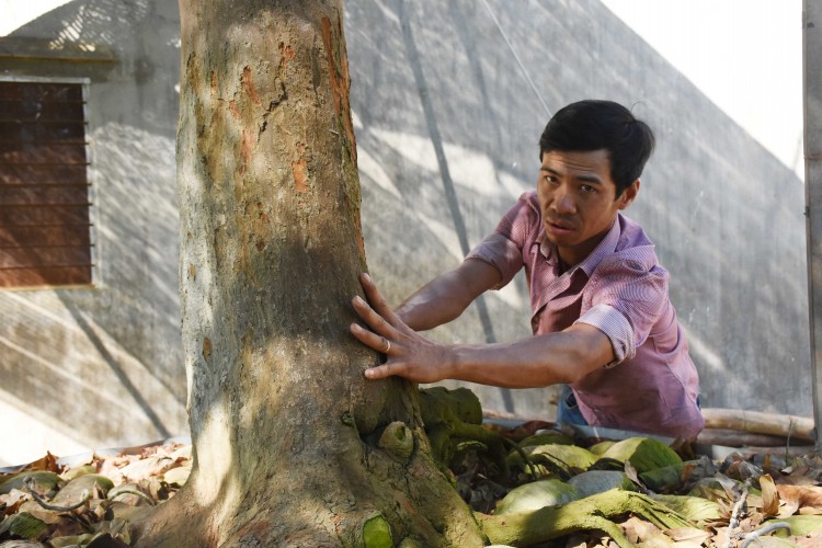 nhung cay mai co thu tri gia tien ty, co cay con duoc dat vang hinh 10