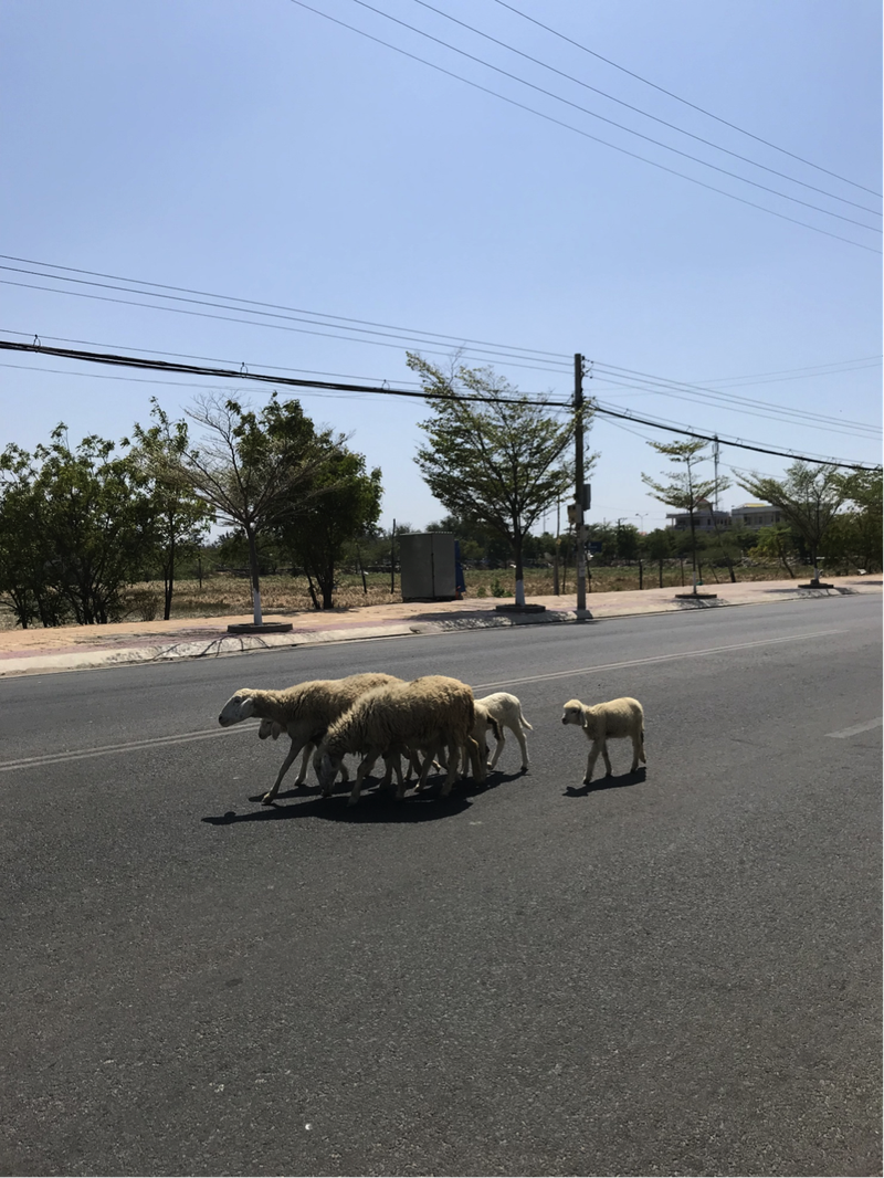 mot lan den phan rang hinh 4